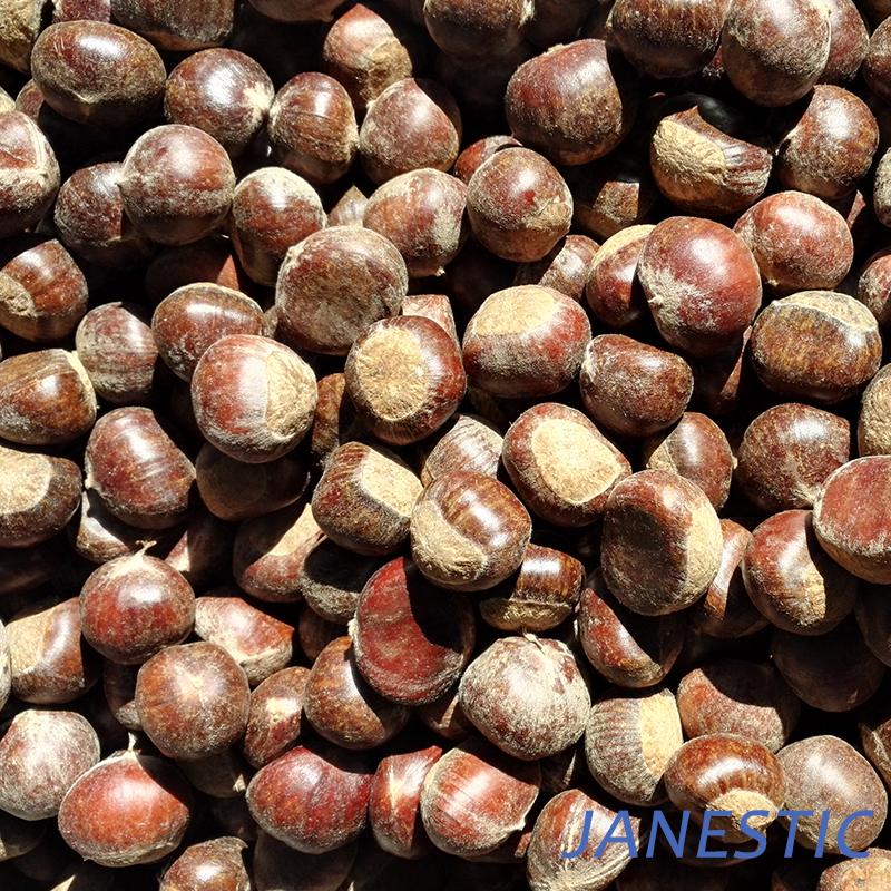 chestnut of taishan